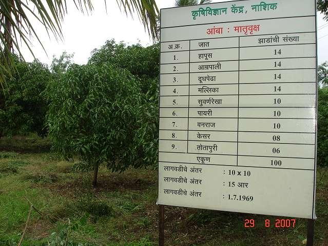 Mother Plant Block for Mango Nursery 4. Mother Plant Block: The nursery should have a well-maintained progeny block or mother plant block or scion bank with plants of varieties in demand.