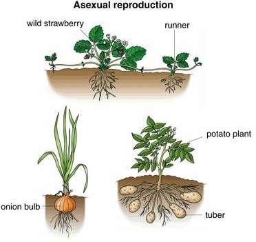 Roots: Some plants use their roots for asexual reproduction. Trees, such as the poplar or aspen, produce new stems from their roots which bear leaves as well as branches.