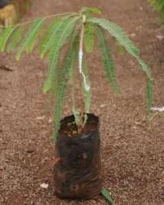 Scion Scion is the part of mother plant used in budding and grafting to develop the fruit tree. It is an upper portion of the composite plant which forms the fruit bearing part of the tree.