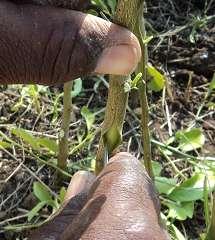 Removing Buds from the Bud Stick: The bud to be inserted is often just a shield of bark with a bud attached or a very thin layer of wood with both the bark shield and bud attached.