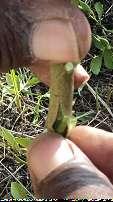 Begin the first scion cut about 1 cm below the bud and draw the knife upward just under the bark to a point at least 0.50 cm above the bud.