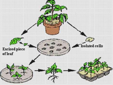Micro Propagation by using Ex-Plants There are 3 Approaches to Hardening the Plants: 1. Gradual Longer periods of Time Outdoors 2. Place in a Cold Frame 3. Withholding Water 1.