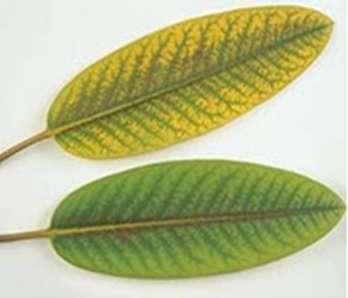 Boron, Copper, Manganese, Sulphur and Iron Typical Deficiency Symptoms 1. Nitrogen (N): Yellow or pale green color of leaves. Drying of bottom leaves and short plant height.