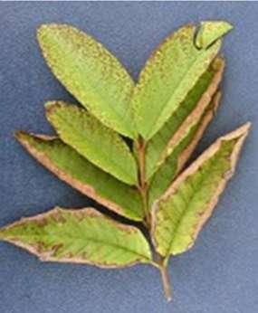 3. Potassium (K): Bottom leaves are scorched or burned on margins and tips. Leaves thicken and curl.