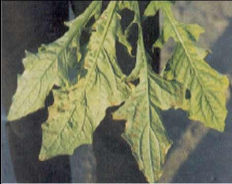 Calcium (Ca): Yong leaves of the terminal buds develop wrinkled appearance and dieback at the tips and