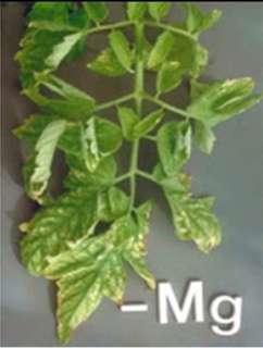 5. Magnesium (Mg): There is general loss of green color starting with the bottom leaves and moving upward.