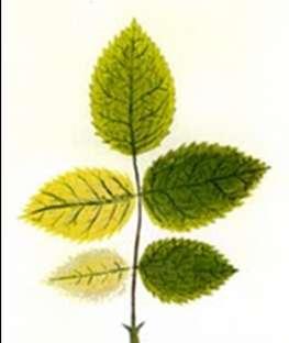 7. Iron (Fe): Young leaves turn chlorotic.