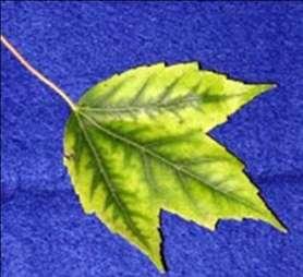 Manganese (Mn): Spots of dead tissue scattered over young leaves.