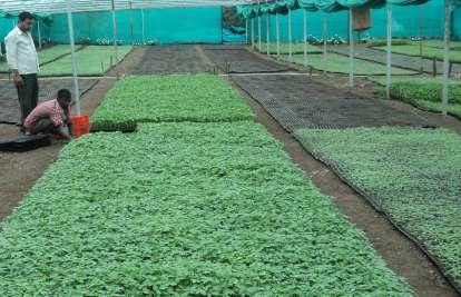 drumsticks, Alocasia etc. Seedlings are to be produced on a large scale in short period. Vegetable Nursery 3.