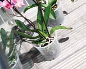 top tip Care for your orchids by repotting at regular intervals,when the compost has broken down or they have out