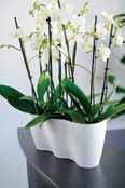 .. that our pots help to ensure that your orchids won t GET THEIR FEET WET. 1.3l 2L Ø 13cm Ø 16cm 16cm 18.