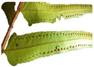 sexual reproduction Figure1.1 Fertile Fern frond. Rachis (), Pinnule (B), Sporangia (C) sexual reproduction occurs in the sporangia of the sporophytes.