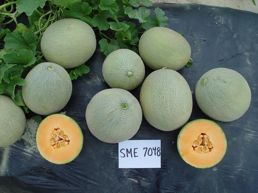 2014 Melon