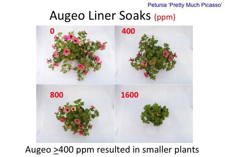 We conducted an experiment at NC State University in which plants were irrigated as needed with a 100 ppm N fertilizer solution that also contained 0, 5, 10 or 50 ppb paclo.