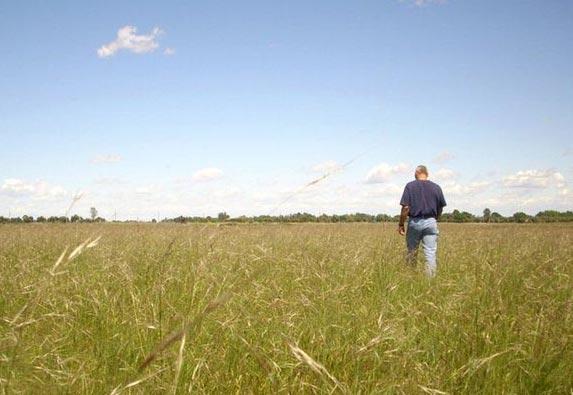Major Issues in Grasslands Weed Control: An Interview with Experts in the Field by Elise M. Tulloss 1, B.M. Going 2, Catherine A.