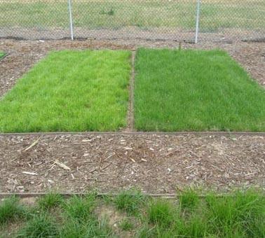 Figure 4 Vigorous Molate fescue shows a typical wave form in summer 2011, lower center to upper right. June grass is on the left, and purple needlegrass in upper center triangle.