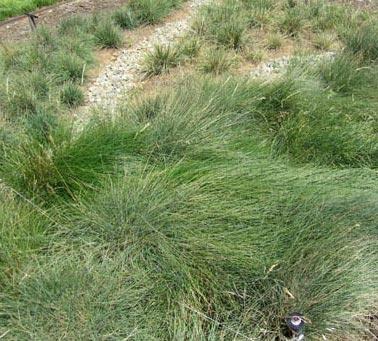 (Deschampsia caespitosa) Junegrass (Koeleria macrantha) Blue grama (Bouteloua gracilis), tall and short varieties (planted May 2011) All species were seeded except Hall s bentgrass, which was planted
