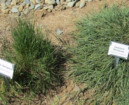 Blue grama makes an excellent warm-season turf and is drought tolerant, but it is fully dormant in winter in the Central Valley.