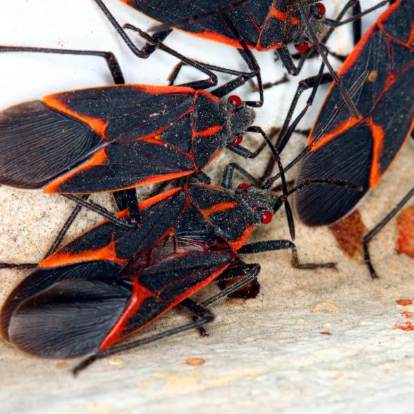 ABC s Ultimate Guide to Fall 5 ❶ 2 ❸ Boxelder Bugs: Boxelder bugs don t just live in Boxelder trees -- they can be found on a variety of trees including Texas oaks.