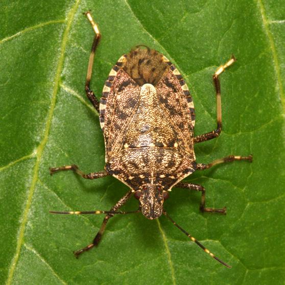 Stink Bugs: You can find these bugs on the warmer side of the building s exterior. If you have a vegetable garden, that is of particular risk.