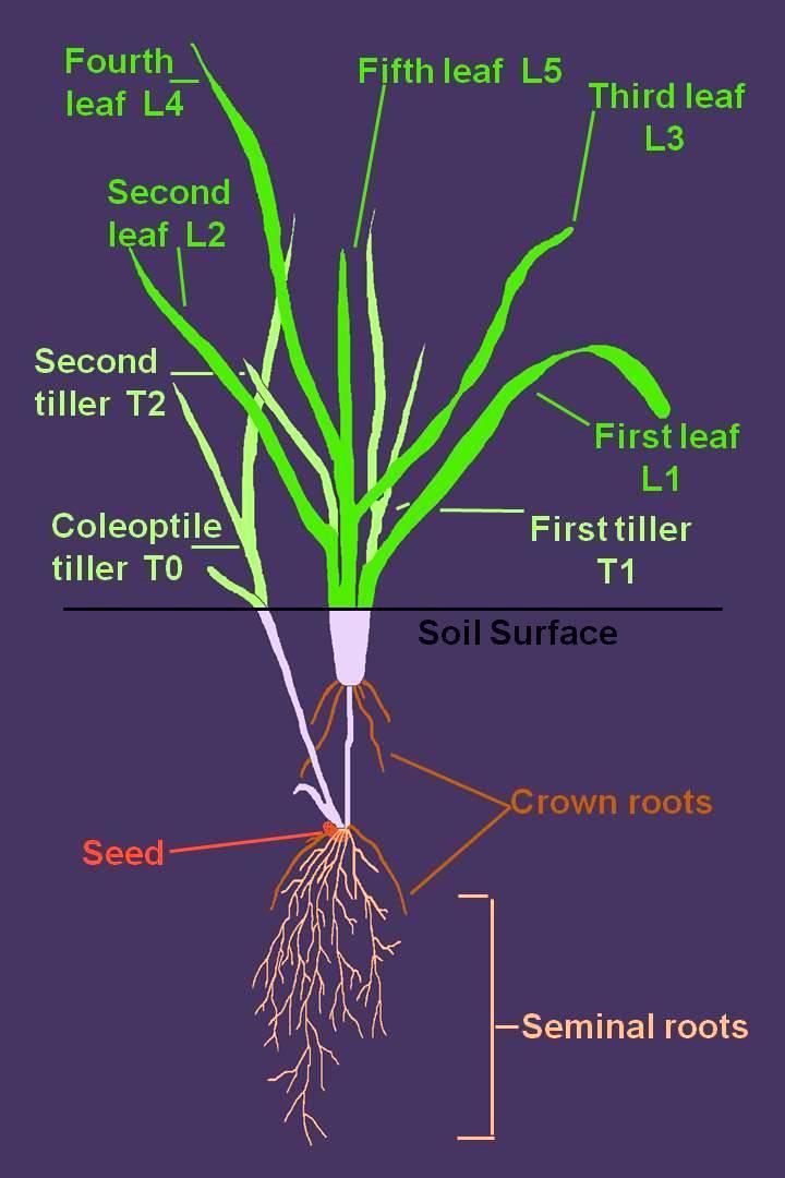 Heat Driven Plant Development. You can predict leaf appearance using F-GDD.