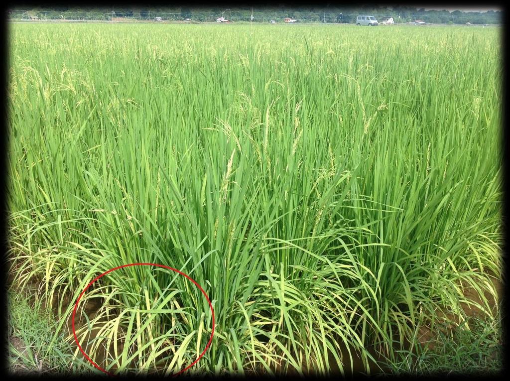Paddy Growth WITHOUT XXL ~ November 19, 2013 The paddy leaves are not in healthy condition as the leaves are