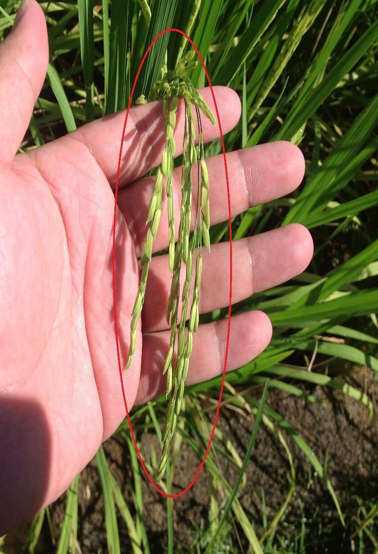 XXL Less growth of panicle in untreated