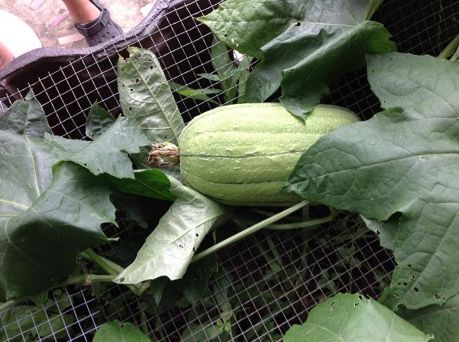 Other project and plant tested in Brunei Before XXL treatment (15 th October 2013) After XXL Treatment (4 th November 2013) Luffa (Patola Vegetable) at Labi,