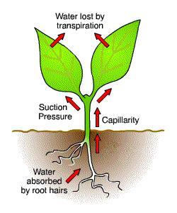 Important root system to the plants The principal functions of roots are anchorage, absorption of water