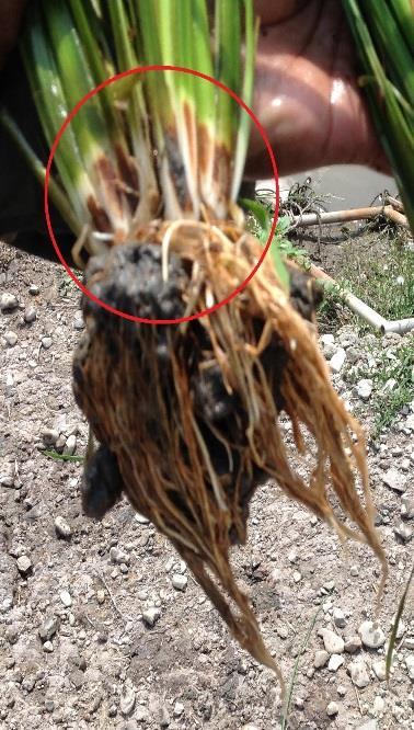 The plant also has no burn marks which we can conclude that the soil is well treated and it enable the root to