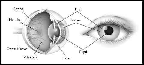 Eye protection Damages and wavelength Cornea: mid