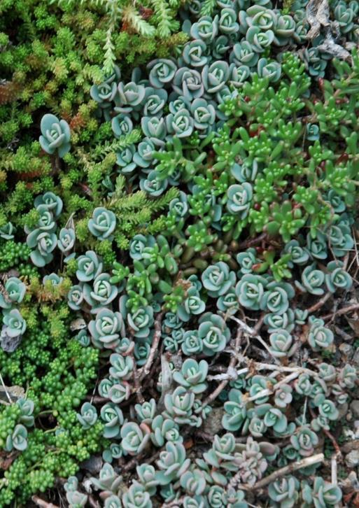 ASTM Standards for Green Roofs E 2396: Saturated Water Permeability of Granular Drainage Media E2397: Determination of Dead Loads and Live Loads E 2398: Water Capture and Media Retention of