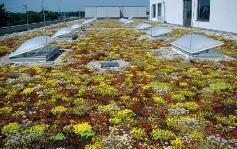 Extensive Green Roof Park-Like
