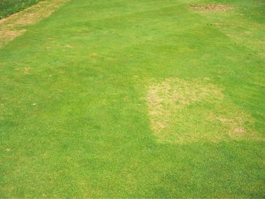 When used as directed, : Controls a broad spectrum of diseases including anthracnose, brown patch and dollar spot.