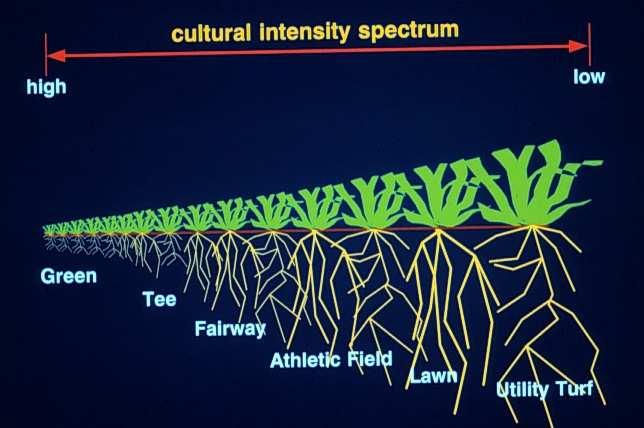 mowing heights reduce root depth and health Why would you provide this Service (or