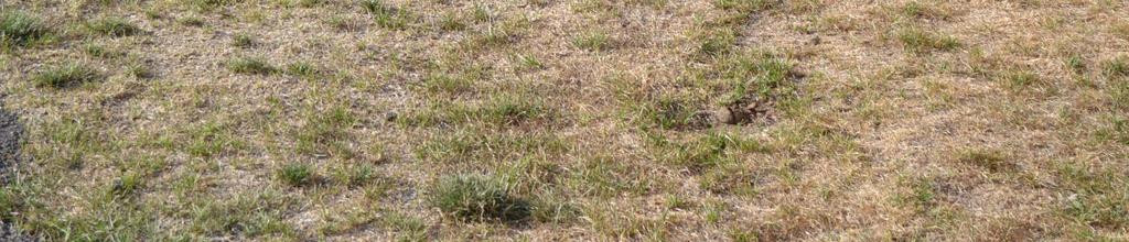 THINGS TO KNOW ABOUT HEAT STRESSED LAWNS Cool season grasses typically go dormant during the hot dog-days of summer Develop dry brittle