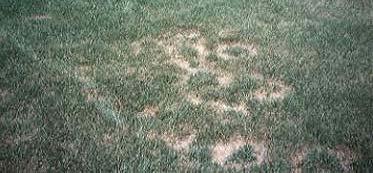 DISEASE: FUSARIUM BLIGHT Common in all soils Takes advantage of stressed turf due to heat and drought