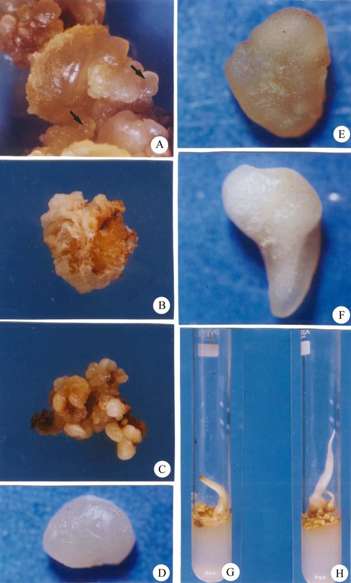 J. Sci. I. R. Iran Ebrahimzadeh et al. Vol. 11, No. 3, Summer 2000 Figure 1. Plantlet regeneration via somatic embryogenesis in C. sativus L.