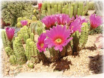 CACTUS OF THE MONTH Echinocereus Echinocereus is one of the earliest recognized genera of Cacti; first described in 1848 by George Engelmann from a plant collected in 1846 in what is now New Mexico.