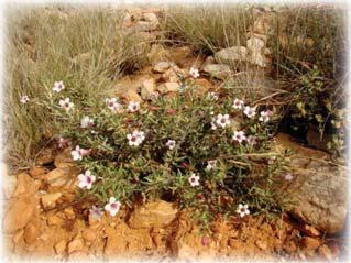 Its common name is half man, which is what it appears to be on the hillsides of Namaqualand. It can grow to 6 feet or more.