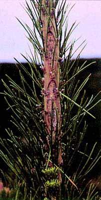 Lesion formation mainly on the upper side of twigs and on one side of the tree, depending upon wind direction. Twig sectioning shows all injuries occurred at the same time in the annual growth ring.