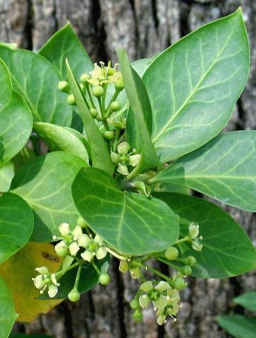 Plant Evaluated Euonymus fortunei Image by
