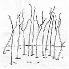 Same plants after pruning. Figure 2a.