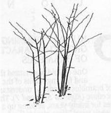 Figure 3a. An erect blackberry plant before pruning. Figure 3b. The same plant after pruning.