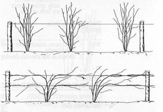 Figure 4. Trellises for blackberries. Train erect plants to one wire. Train trailing plants to a two-wire trellis. Figure 5. A typical supported trellis system used for red raspberries.