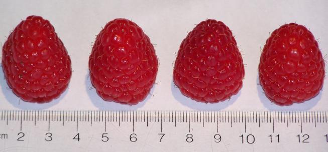 Crimson Giant Cornell University Late Season Large, bright red fruit Cone shape Firm and