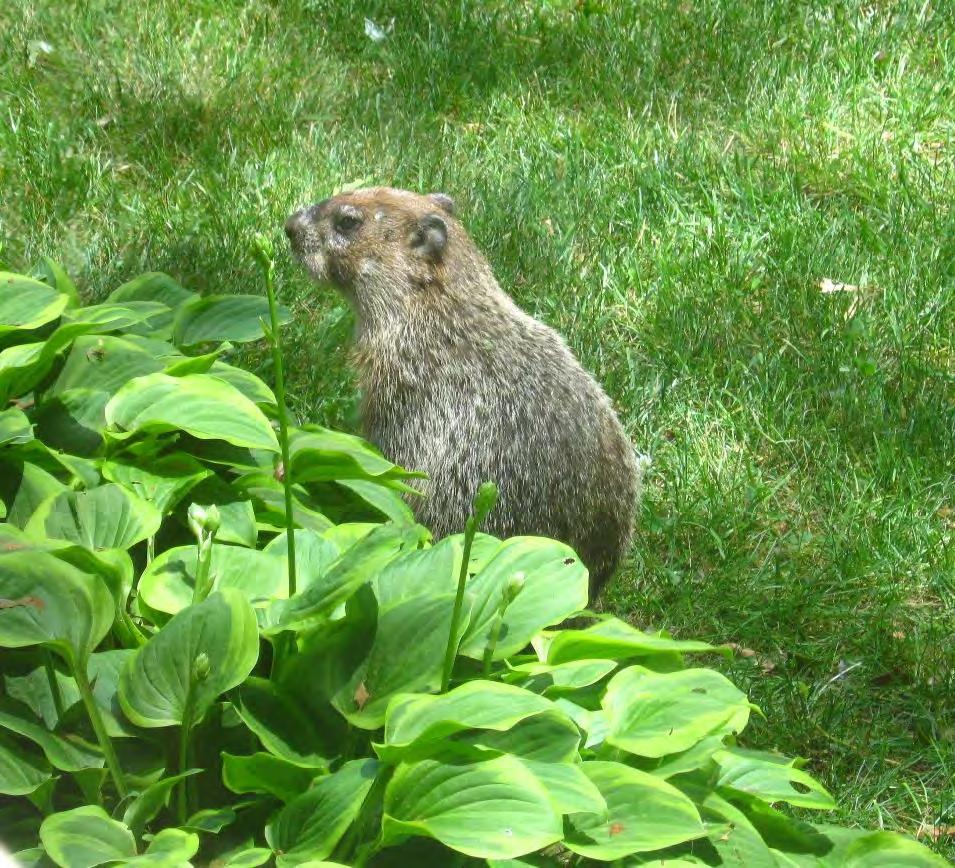 Master Gardener Quick Tip Woodchuck - In RI, it is illegal to trap and move them. - They are herbivores and eat a wide range of vegetation.