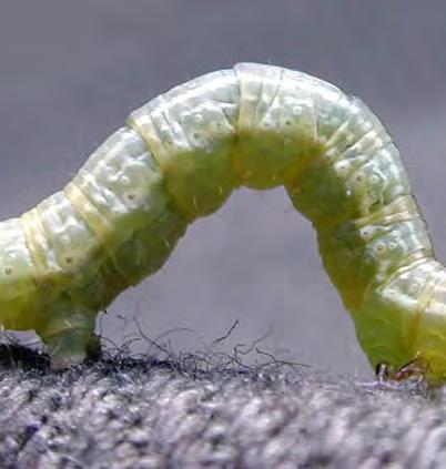 Winter Moth Spring Master Gardener Quick Tip The caterpillar starts feeding in March and April in the tight buds. Leaves emerge in May already damaged.