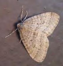 Winter Moth Fall Master Gardener Quick Tip Like it s name implies, it is seen in late November and early December as adult moths.