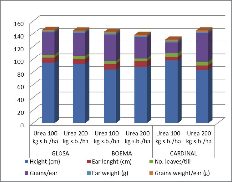 The influence of high doses of urea application on wheat and winter barley productivity elements was not very significant for normal plant densities of 500-600 pl. / Sq. (Figure 11). Figure 10.